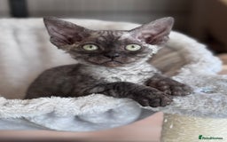 Devon Rex cats for sale: **Pedigree Devon Rex Girls** - Image 6