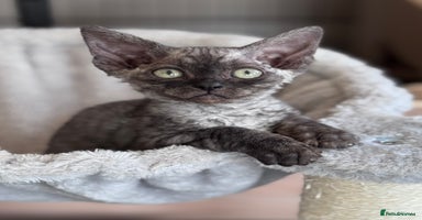Devon Rex cats - Advert 6