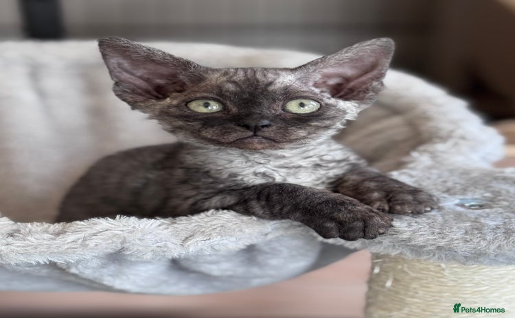 Devon Rex cats - Advert 1