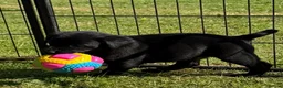 Labrador Retriever dogs for sale: Adorable Labrador puppies for sale in Ludlow - Advert 23
