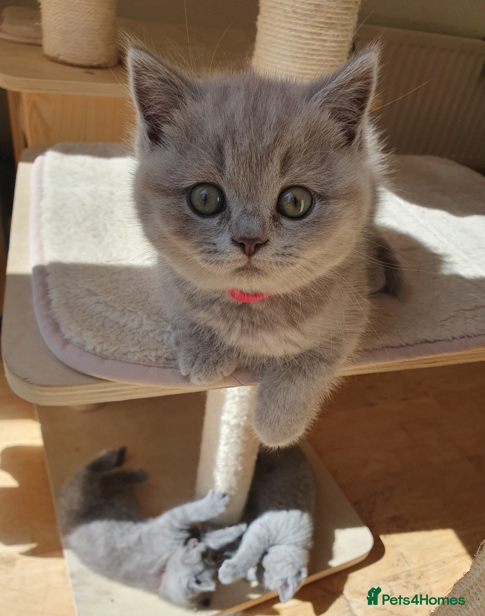 British Shorthair cats BRITISH SHORTHAIR KITTENS PADIGREE BLOODLINE - Advert 2