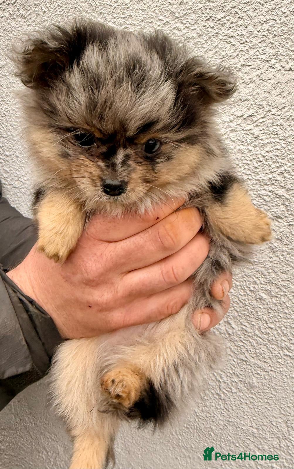 Pomchi dogs 3 Fabulous Tiny Pomchi Pups - Advert 11