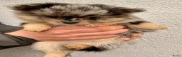 Pomchi dogs for sale: 3 Fabulous Pomchi Pups - Advert 9