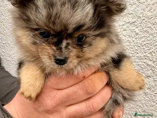 Pomchi dogs 3 Fabulous Tiny Pomchi Pups - Advert 11