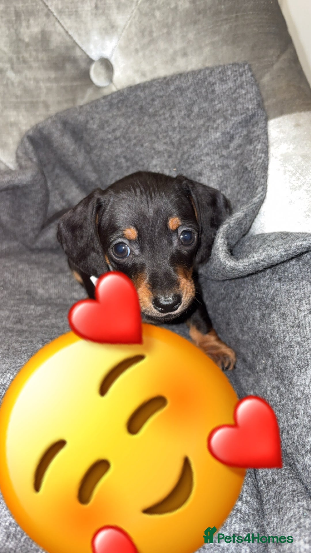 Miniature Dachshund dogs for sale: Ready To Leave 1 Female Miniature Dachshund - Advert 4