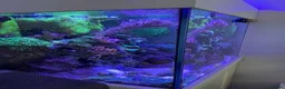 Goldfish fish for sale: reef marine fish tank  - Advert 28