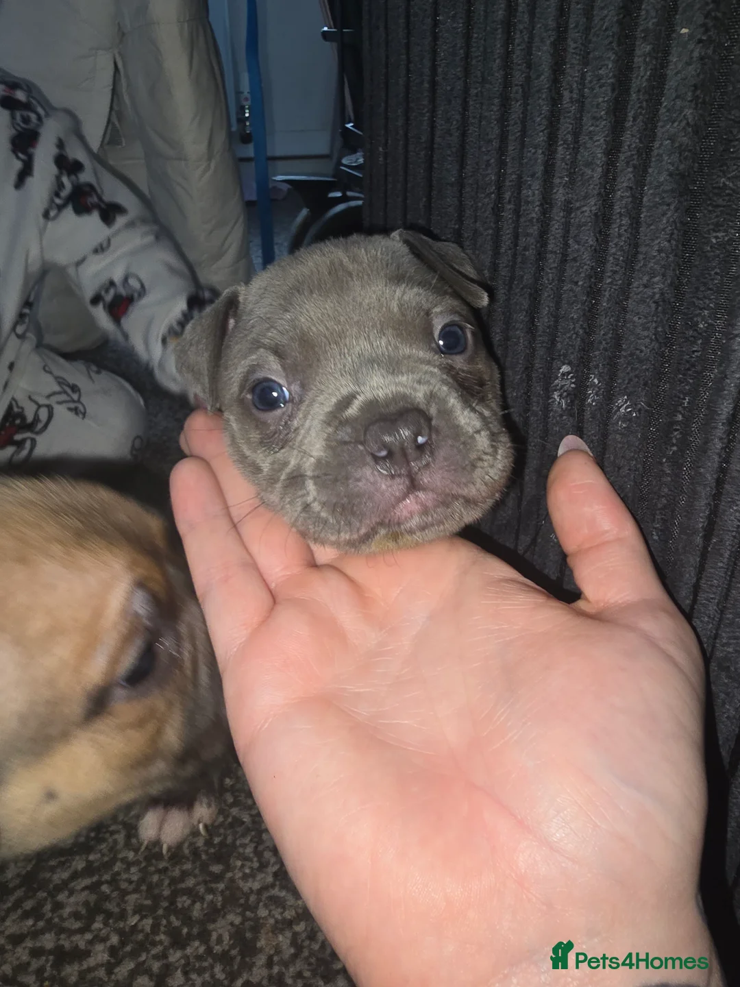 American Bully dogs for sale: Pocket bully puppies - Advert 8