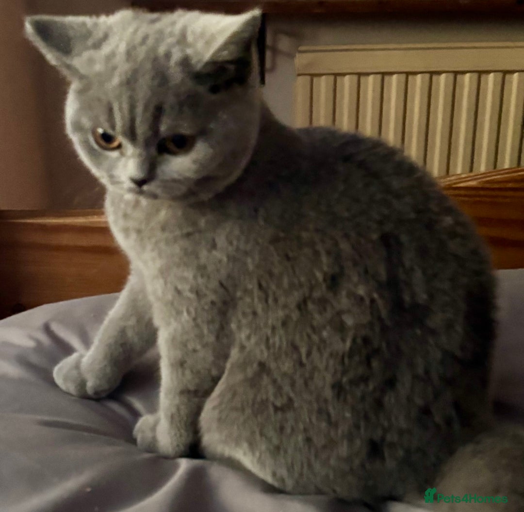 Brazilian Shorthair cats for sale: Stunning Gccf.BRITISH SHORTHAIR Blue creamgirl  - Image 11