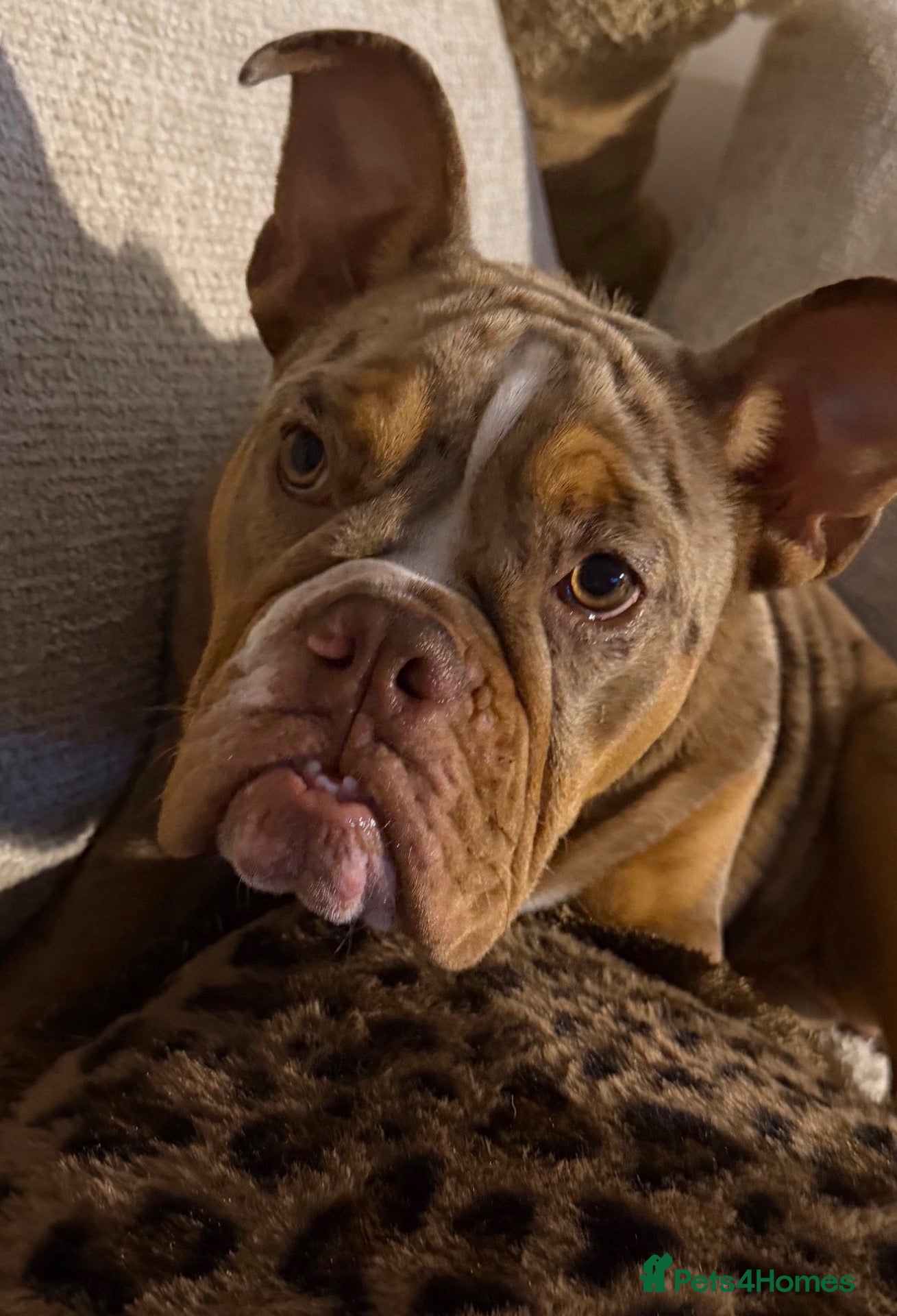 English Bulldog dogs for sale: FEMALE ENGLISH BULLDOG - Advert 11