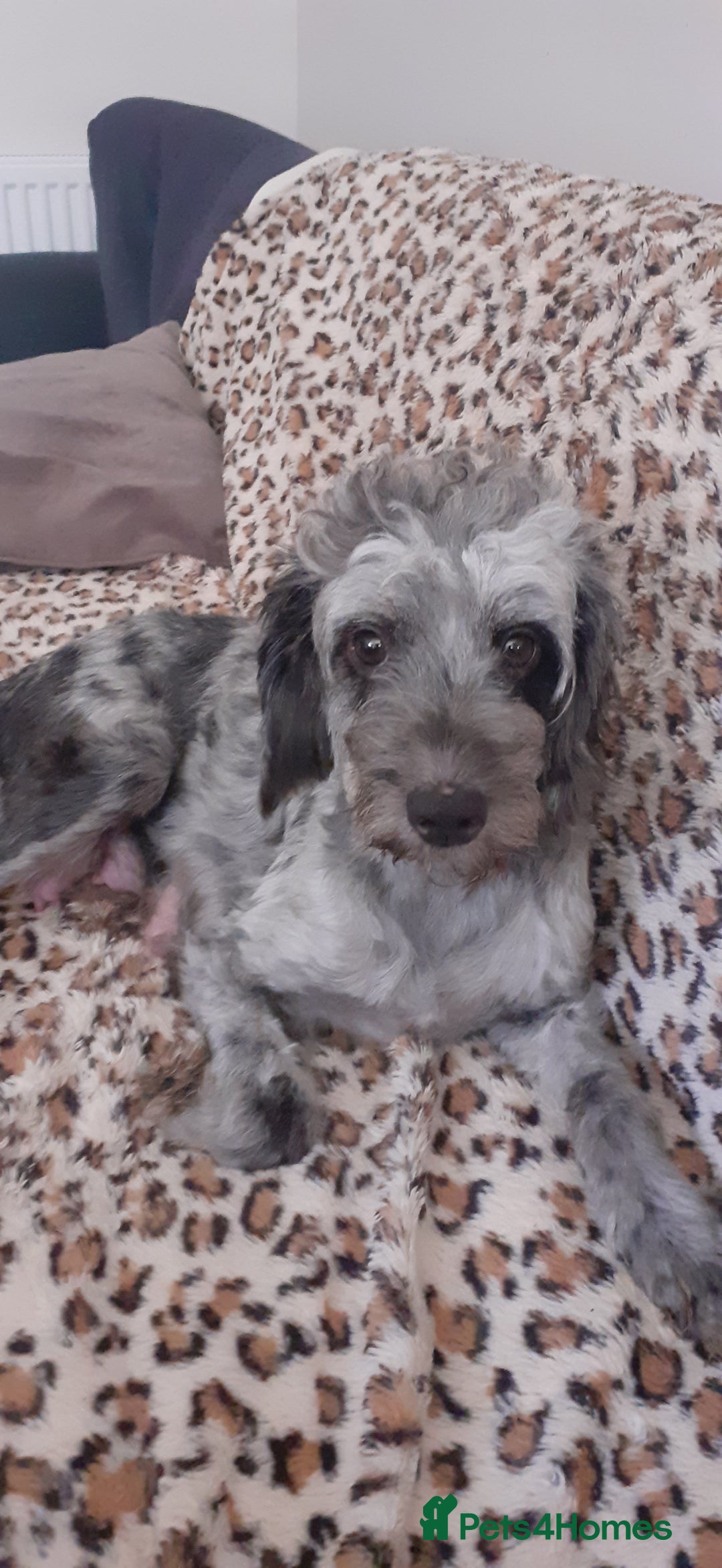 Cockapoo dogs for sale: Beautiful cockapoo puppies  - Advert 10