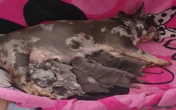 French Bulldog dogs for sale: 💖registered champion bloodline french bulldogs💖 - Image 21