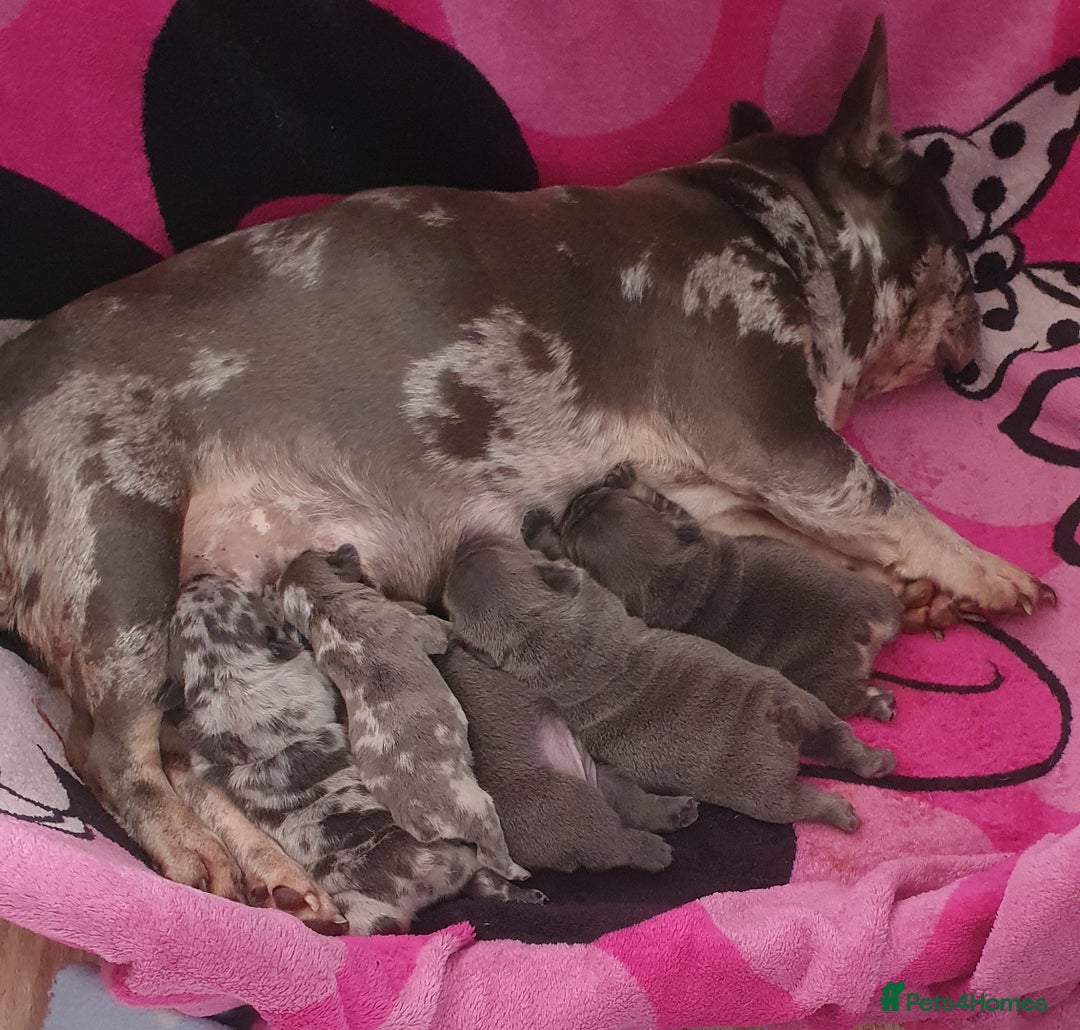 French Bulldog dogs for sale: 💖registered champion bloodline french bulldogs💖 - Image 21