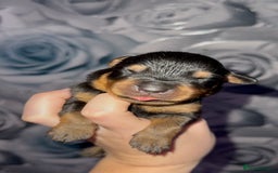 Rottweiler dogs for sale: Rottweiler puppies looking for a forever home - Image 8