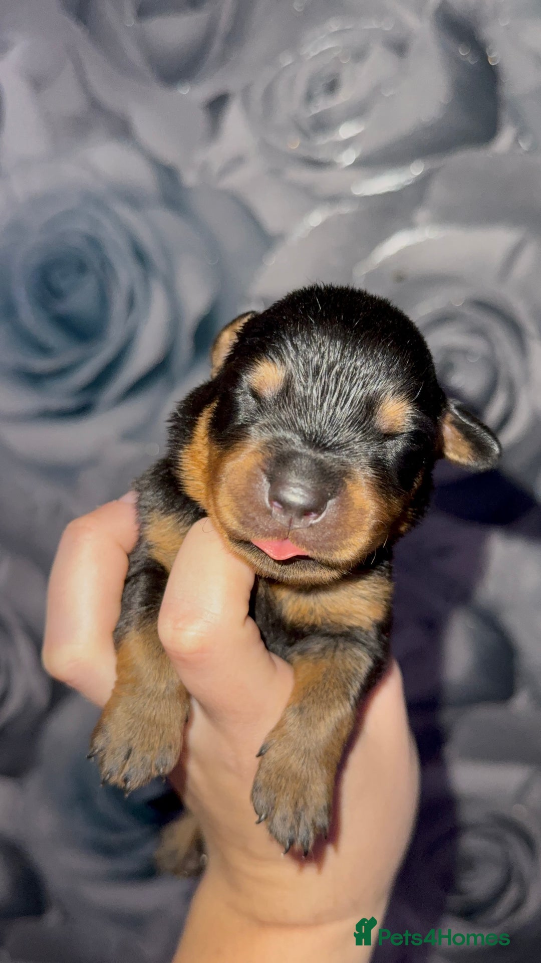 Rottweiler dogs for sale: Rottweiler puppies looking for a forever home - Image 8