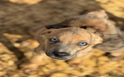 Mixed Breed dogs for sale: Puppies  - Image 10