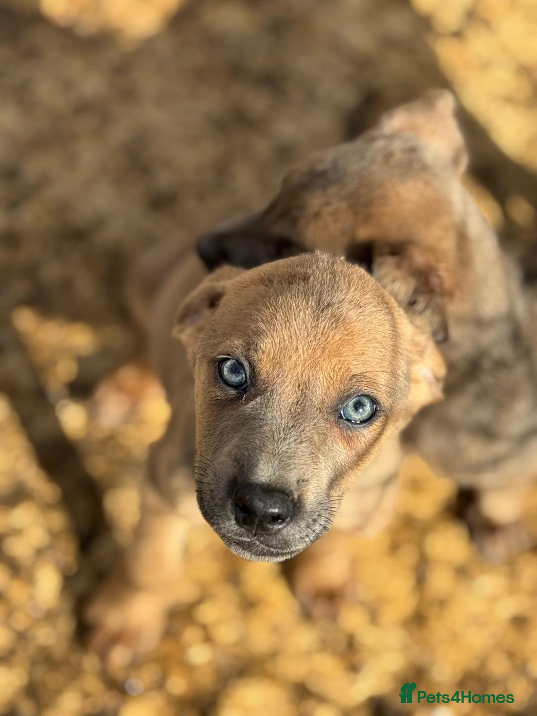 Mixed Breed dogs for sale: Puppies  - Image 10