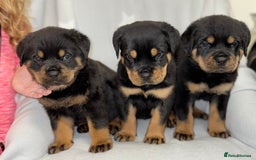 Rottweiler dogs for sale: **Stunning Rottweiler Puppies** - Image 17
