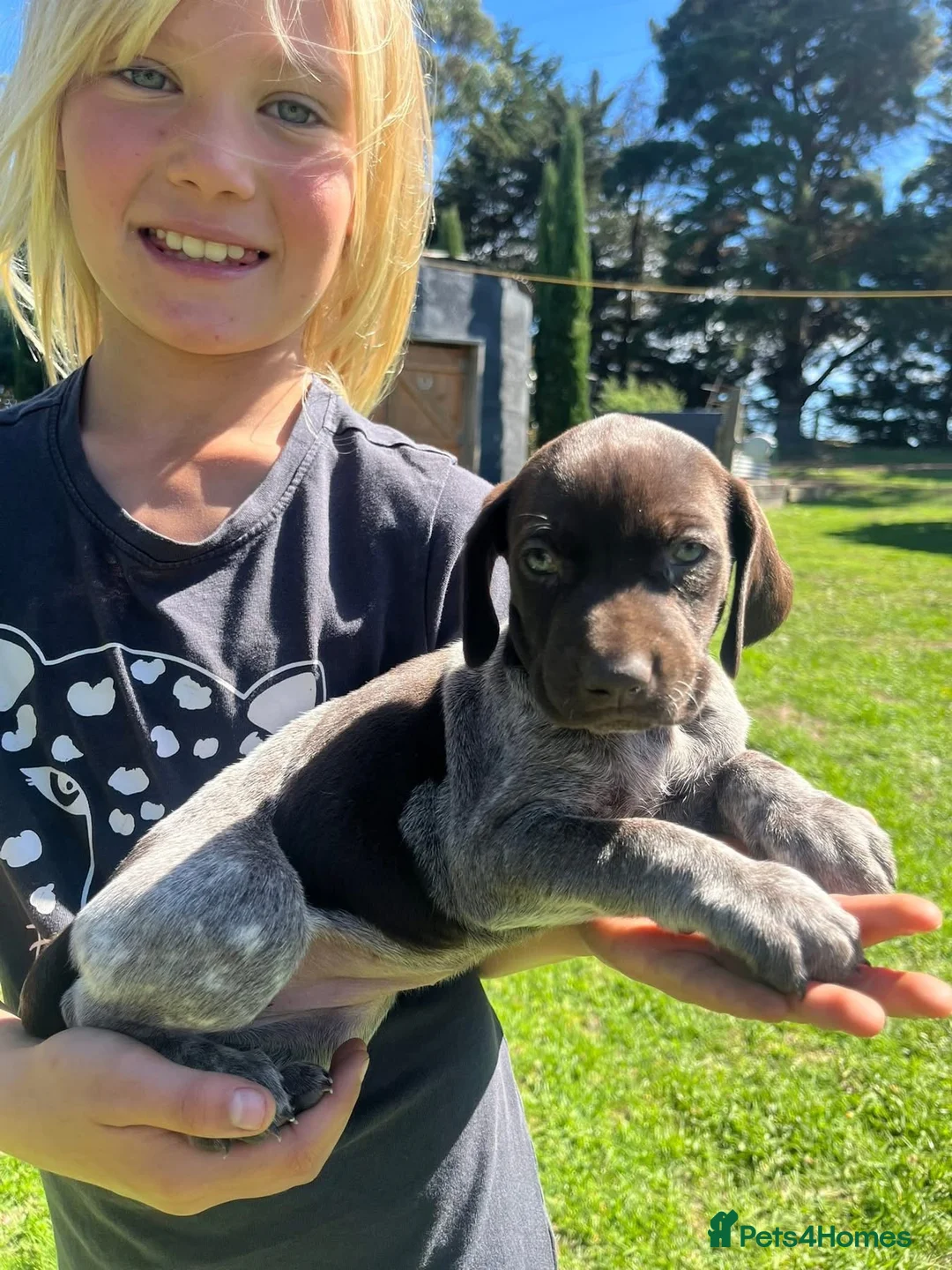 German Shorthaired Pointer dogs for sale: Excellent Hunting Instincts-Smart Energetic GSP  in Penzance - Advert 2