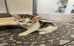 Domestic Shorthair cats for sale: Adorable 4-week-old kittens ready to reserve - Image 5