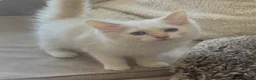 Ragdoll cats for sale: Ragdoll kittens GCCF champion breed show quality  - Advert 37