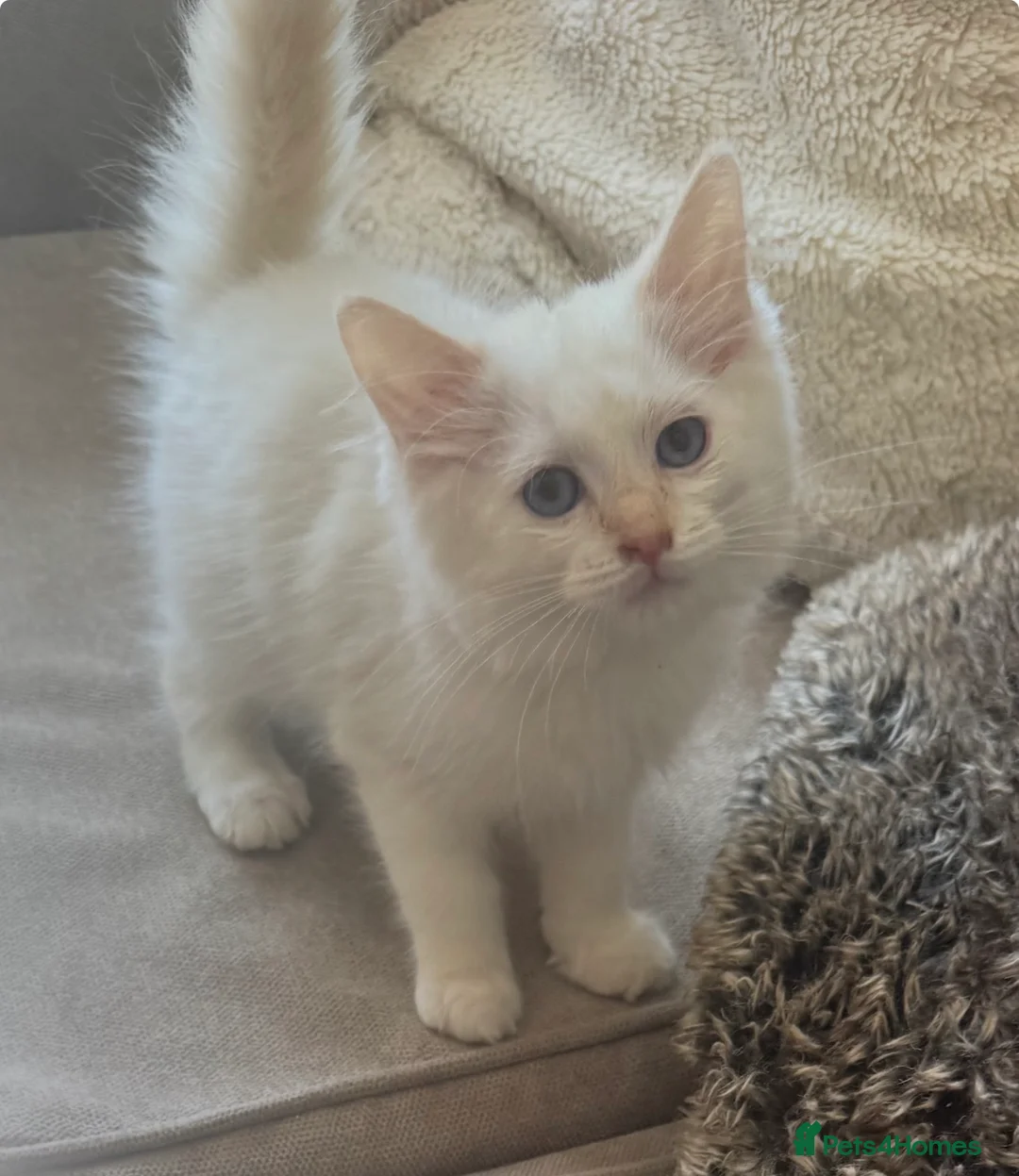 Ragdoll cats for sale: Ragdoll kittens GCCF champion breed show quality  - Advert 37