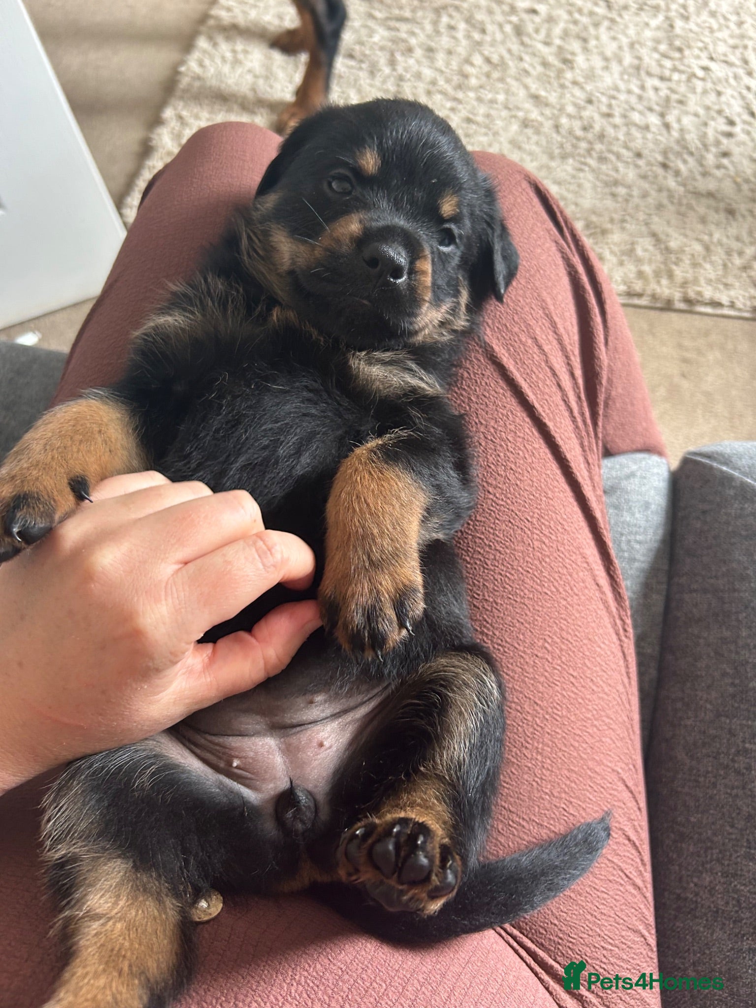 Rottweiler dogs Just one girl looking for her forever home now  - Advert 1