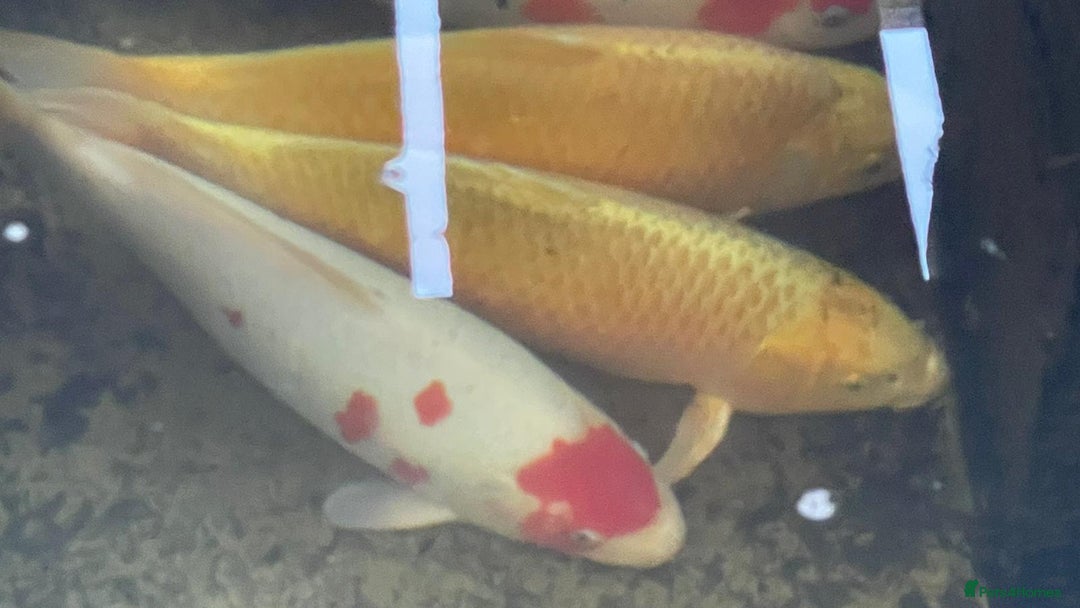 Koi Carp fish for sale: Several equisite koi for sale - Advert 1