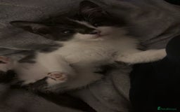 Mixed Breed cats for sale: One male and one female kittens - Image 3