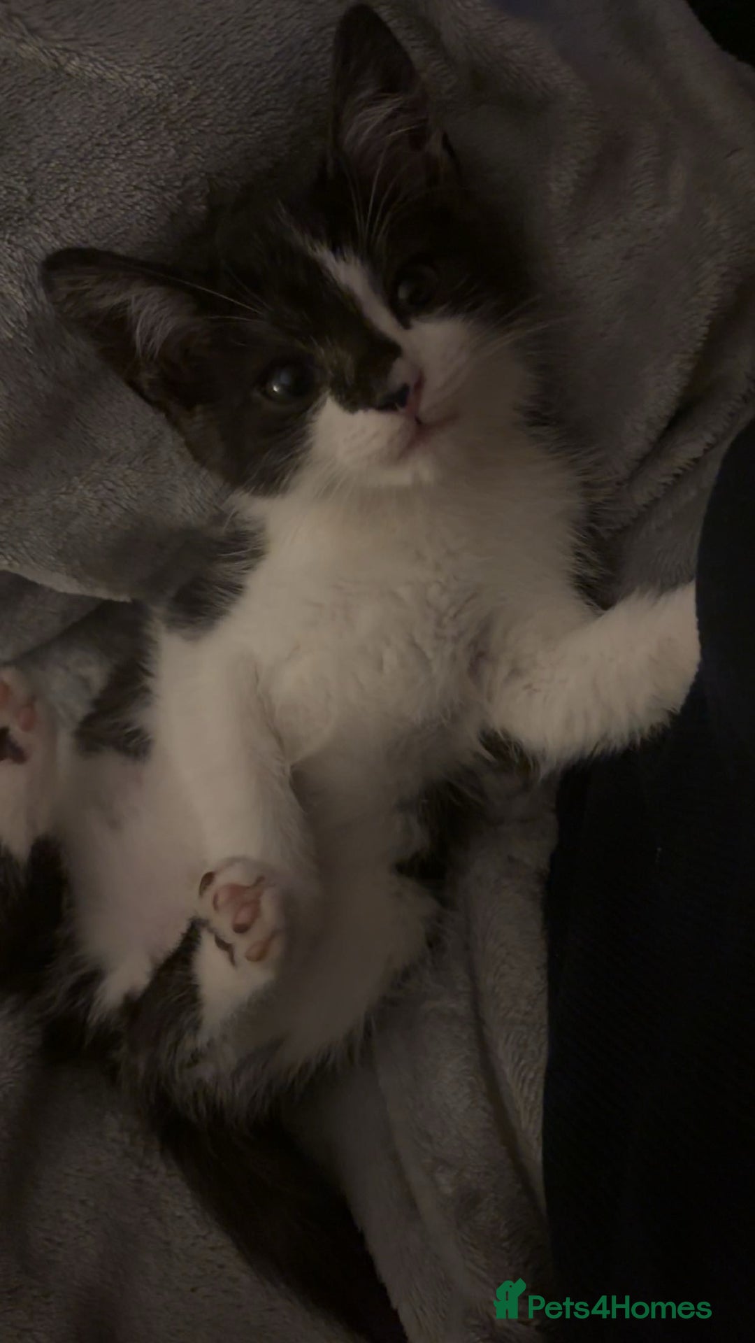 Mixed Breed cats for sale: One male and one female kittens - Image 3