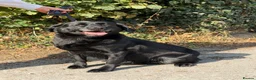 Labrador Retriever dogs for sale: Black Labrador  - Advert 1