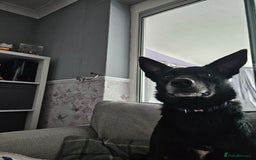 Mixed Breed dogs for sale: Border collie cross kelpie - Image 16