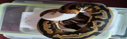 Python Snake reptiles for sale: Cb royal pythons  - Advert 7
