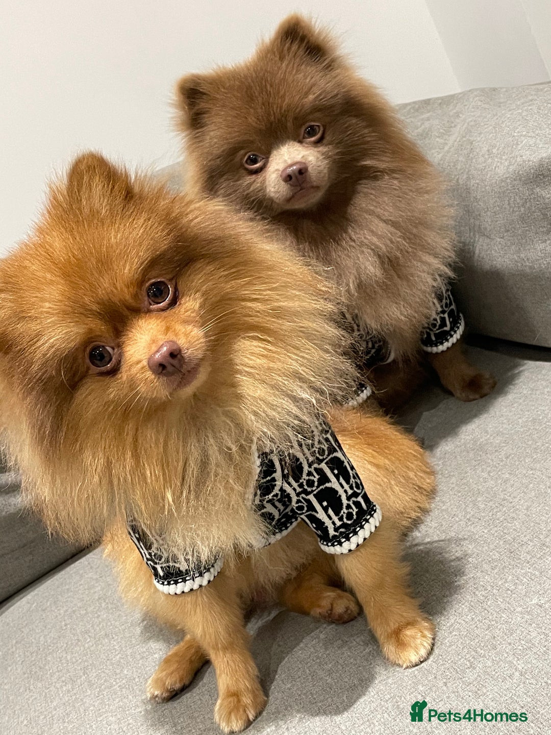 Pomeranian dogs for stud: Cobee (PROVEN)  ( STUD ONLY ) (PRODUCING MERLES)   in Liverpool - Advert 12