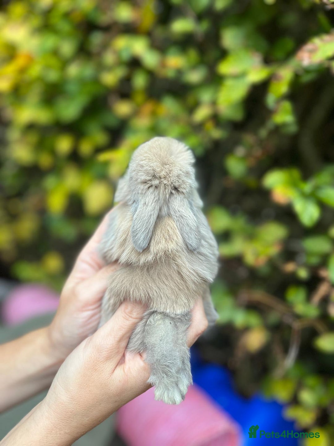 Mini Lop rabbits for sale: Mini Lop Baby Bunnies  - Image 9