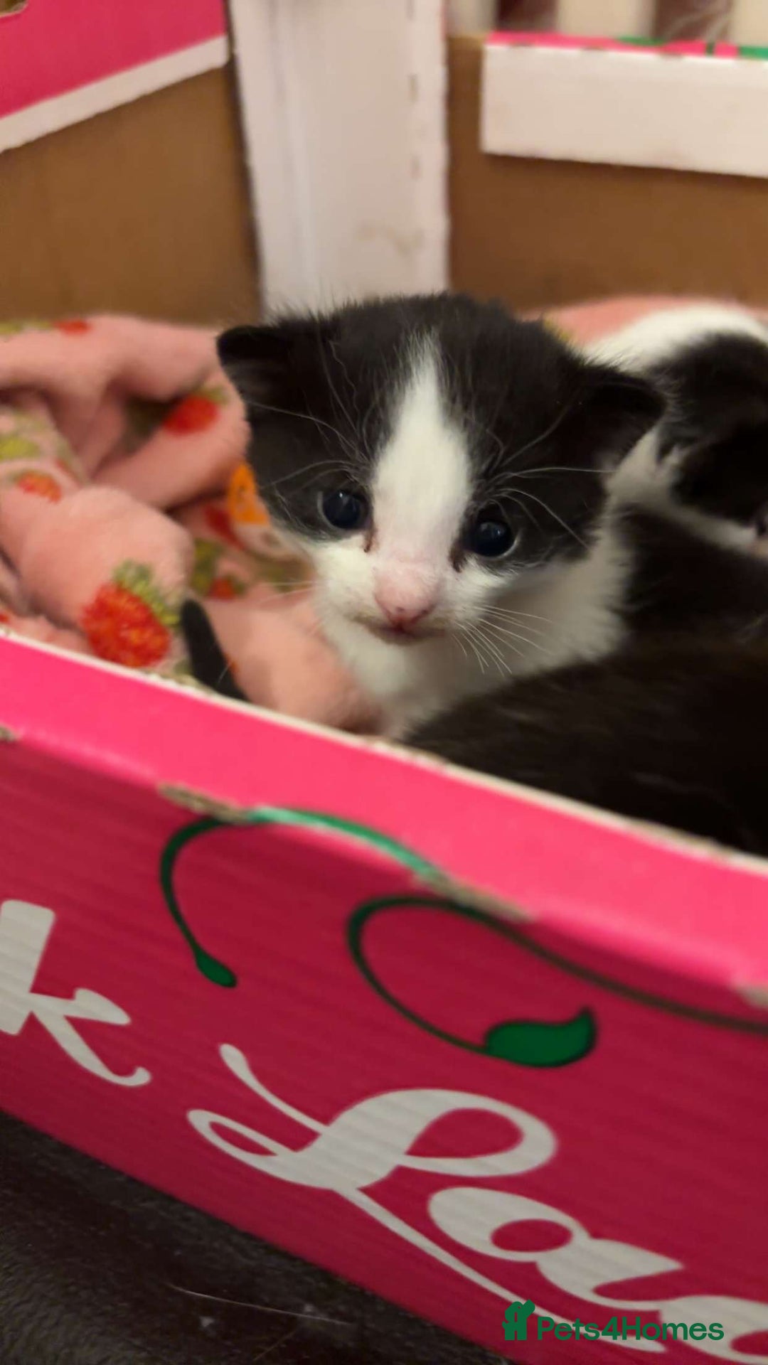 Domestic Shorthair cats for sale: Kittens  - Image 4