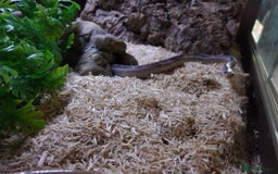 Corn Snake reptiles for sale: Corn snake looking for new home - Image 4