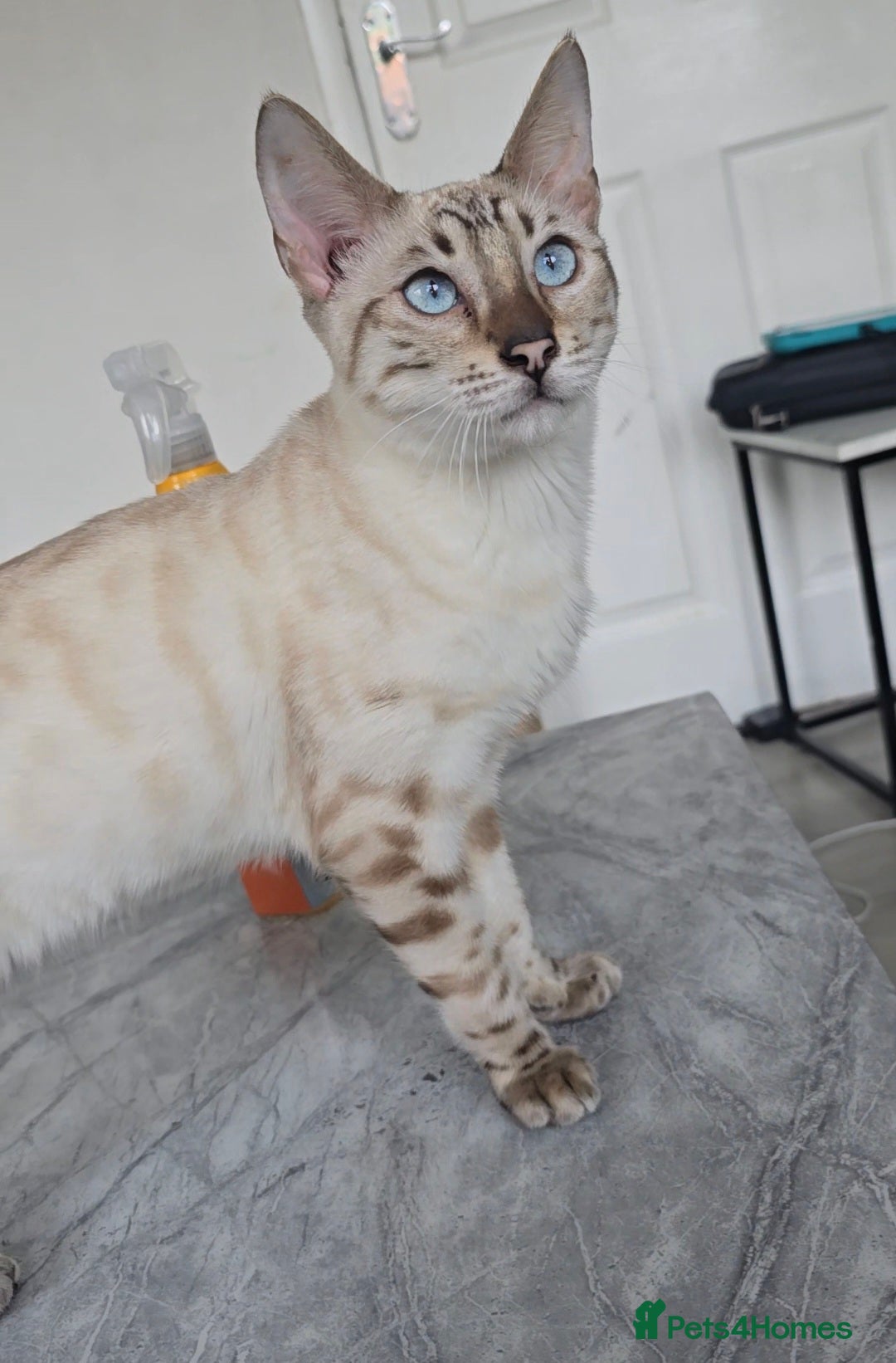 Bengal cats for stud: ❄️ Snow Bengal Stud – Ozzy ❄️ - Image 2