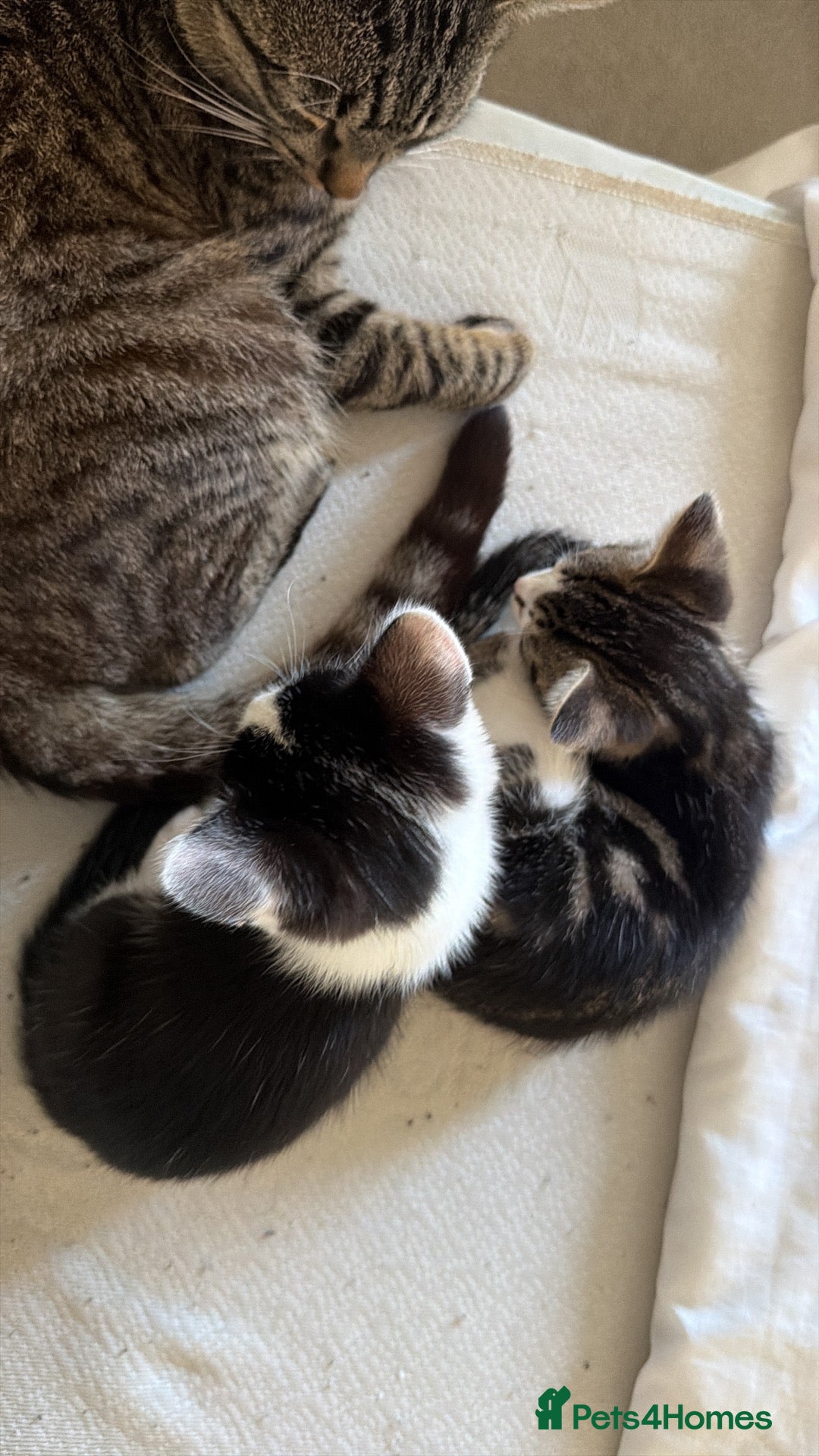 Mixed Breed cats 2 kittens for sale in Watchet  - Advert 1