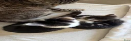 Mixed Breed cats for sale: 2 kittens for sale in Watchet  in Watchet - Advert 1