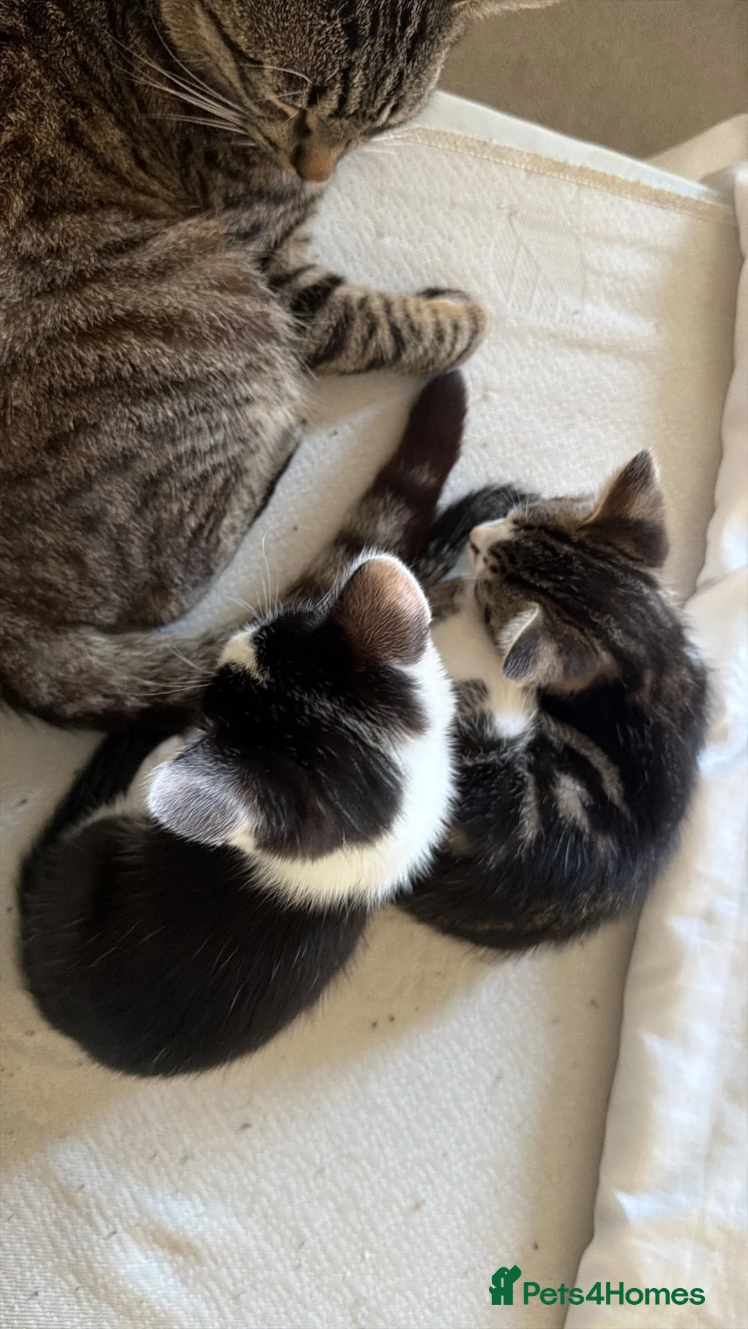 Mixed Breed cats for sale: 2 kittens for sale in Watchet  in Watchet - Advert 1