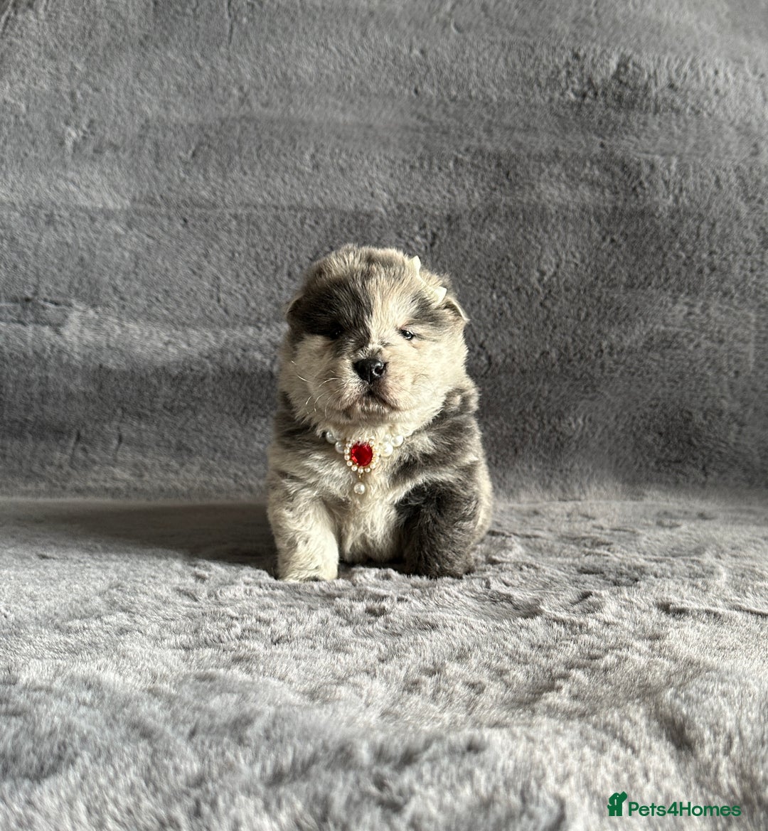 Chow Chow dogs for sale: Exotic colour Pure chow chow puppies for sale  - Image 28