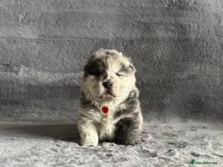 Chow Chow dogs - Advert 1