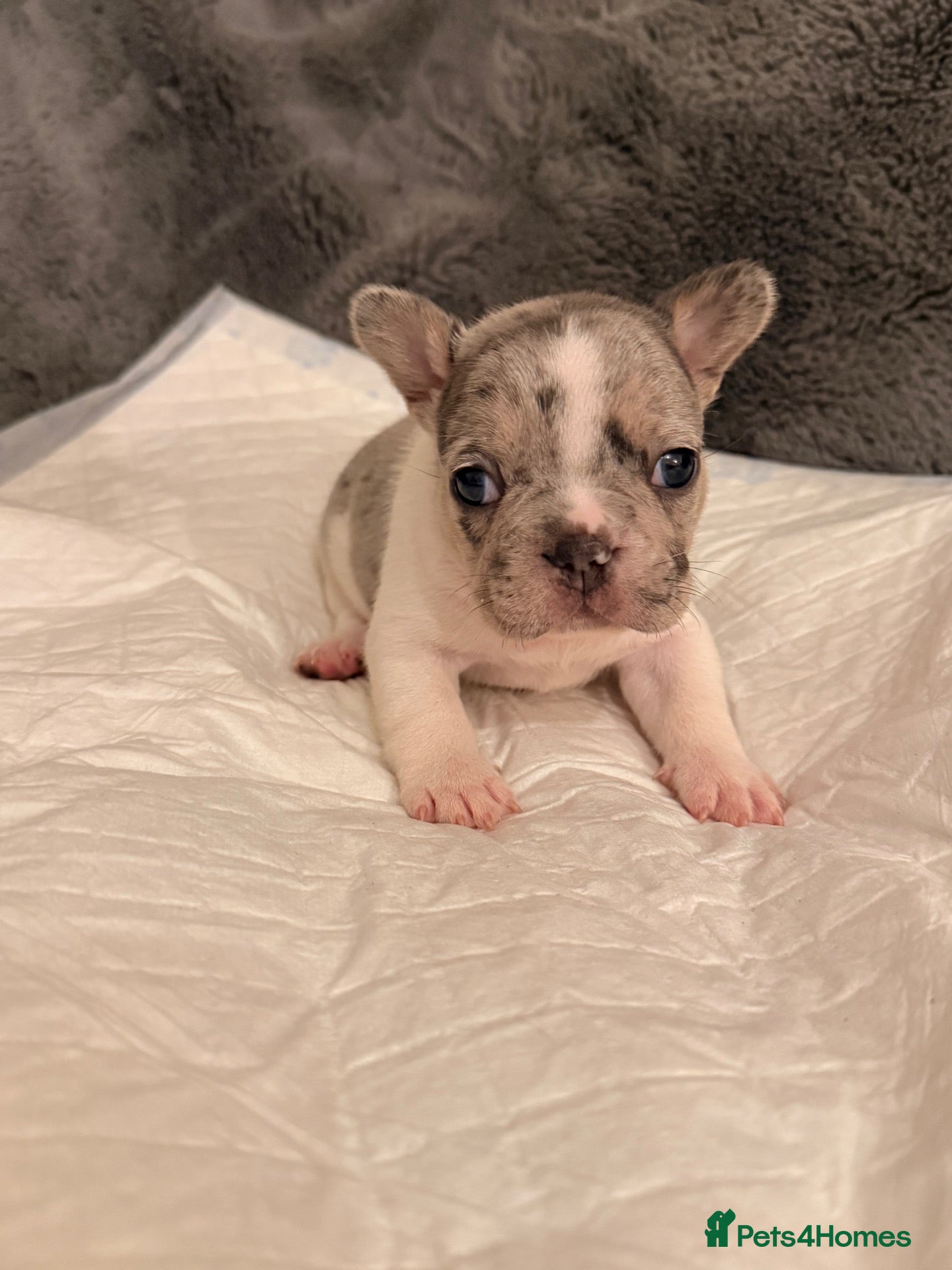 French Bulldog dogs for sale: 🌟Exceptional KC Reg French Bulldog Puppies🌟 - Advert 13