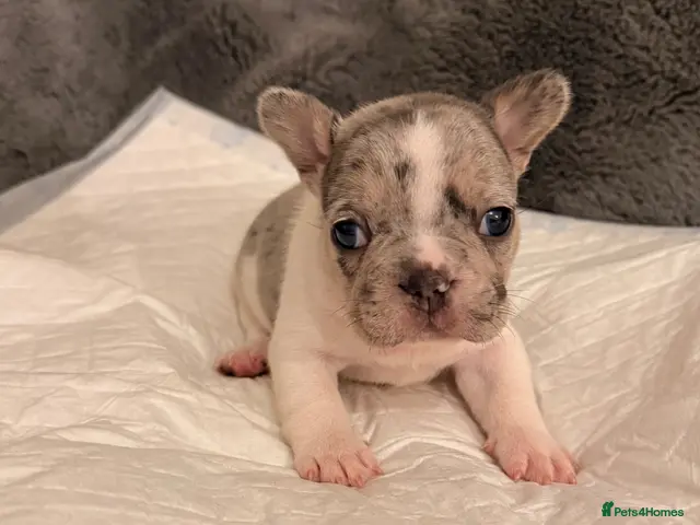 French Bulldog dogs for sale: 🌟Exceptional KC Reg French Bulldog Puppies🌟 - Advert 13