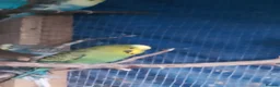 Budgerigars birds for sale: 3 adult boy budgies  - Advert 5