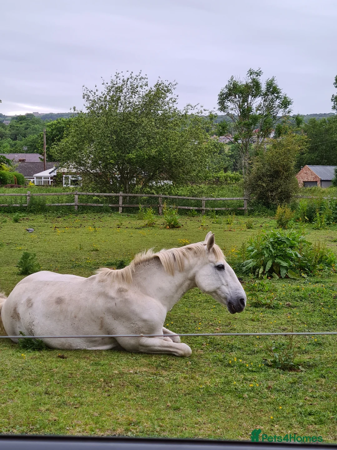 Irish Draught horses for sale: Companion/ happy hacker - Advert 3