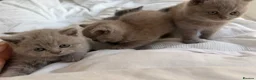 British Shorthair cats for sale: Beautiful British Shorthair blue&lilac Kittens - Advert 12