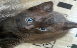 British Shorthair cats for sale: Beautiful BSH and Tuxedo cat mix litter for sale - Image 3