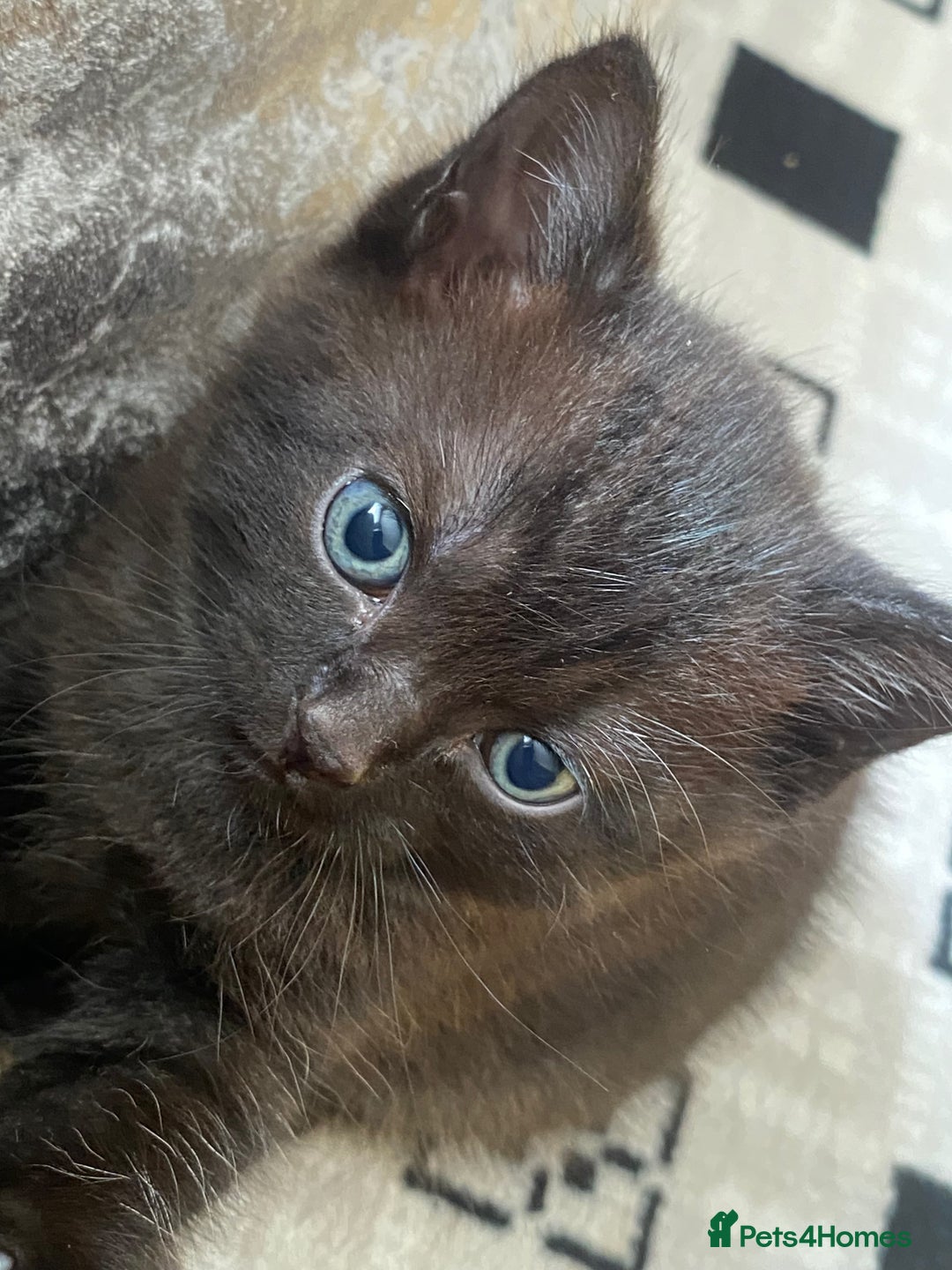 British Shorthair cats for sale: Beautiful BSH and Tuxedo cat mix litter for sale - Image 3