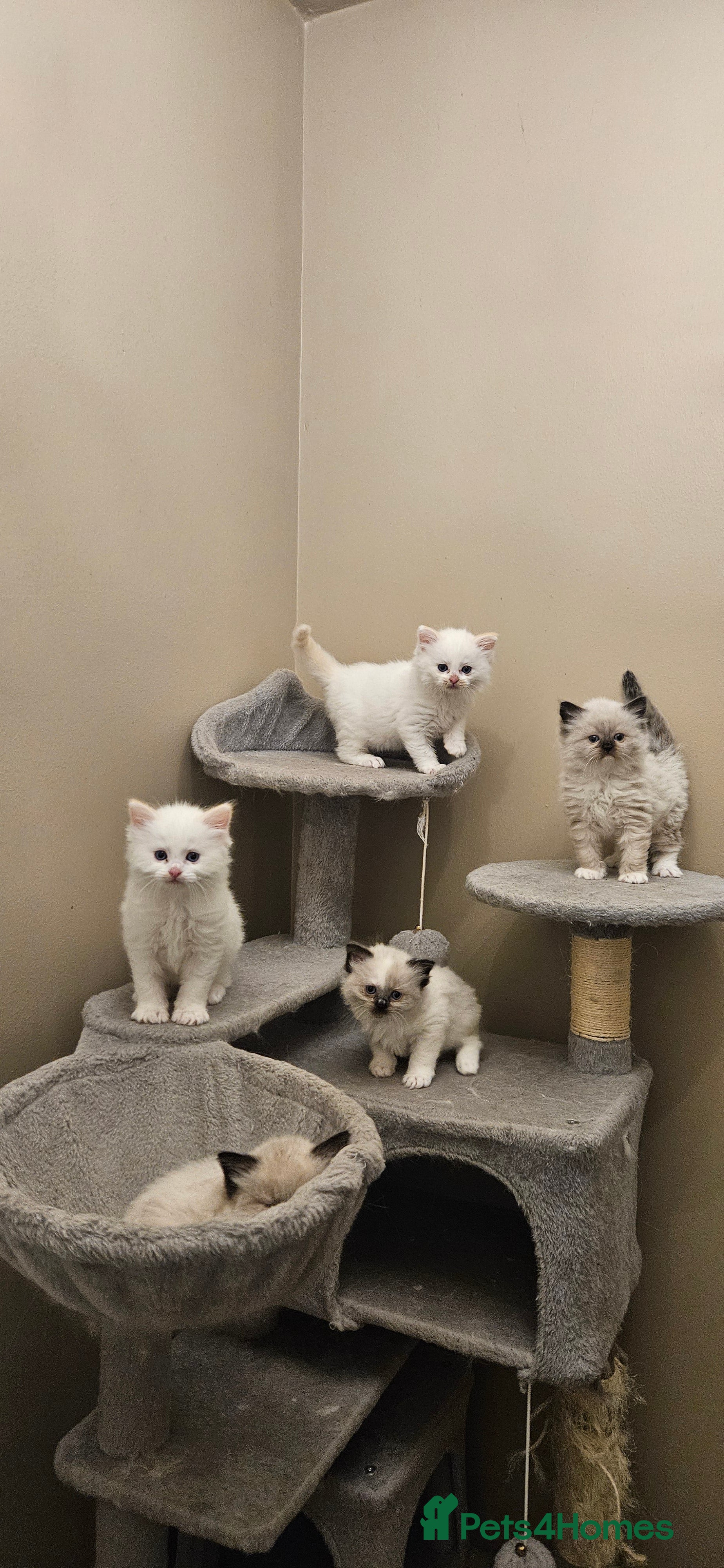 Ragdoll cats Pure Ragdoll Kittens - Advert 11